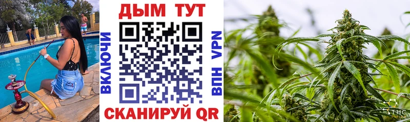 Купить  Новоржев  Каннабис планчик 
